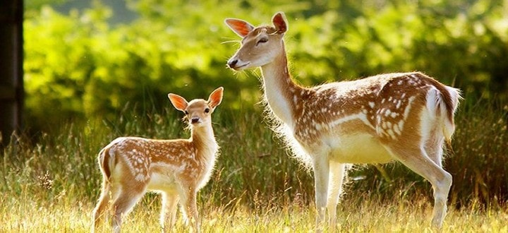 deer-park-in-ooty