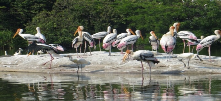 ranganathittu-bird-sanctuary