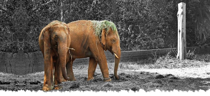 sri-chamarajendra-zoo-park-in-mysore