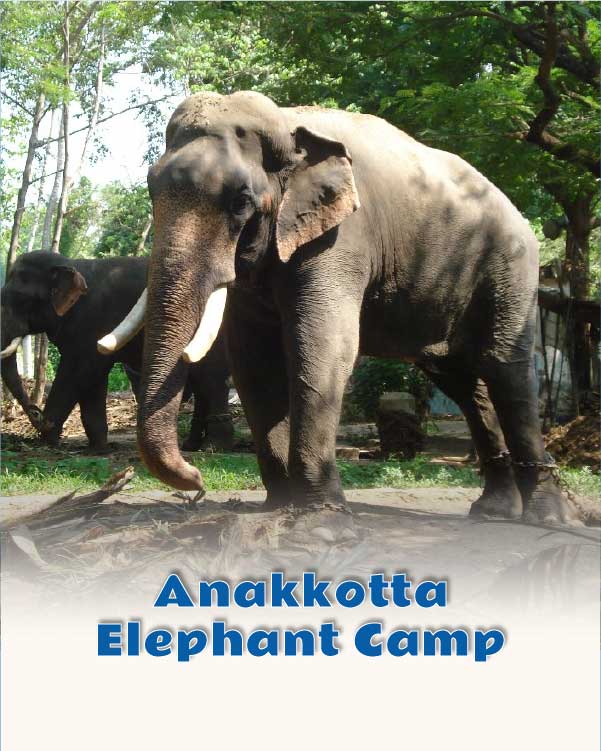 Anakkotta Elephant camp