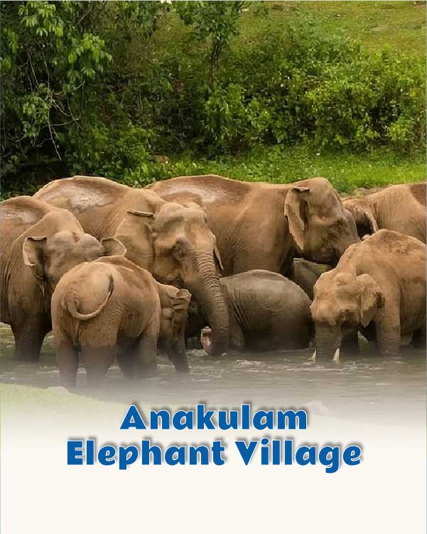Anakulam Elephant Village