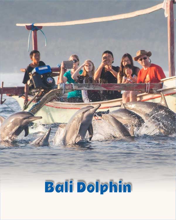 Bali Dolphin