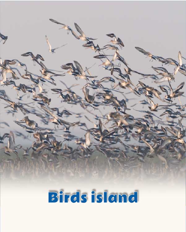 Birds island