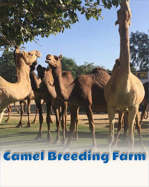 Camel Breeding Farm