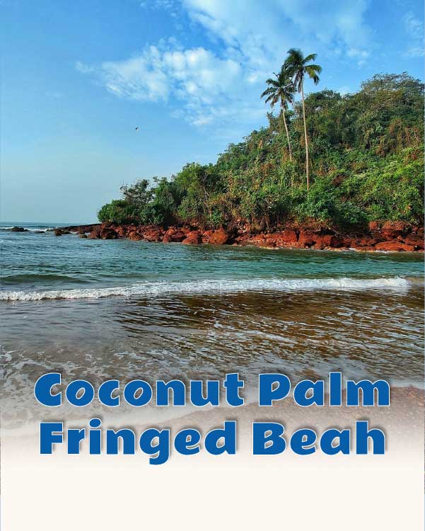 coconut palm fringed beach