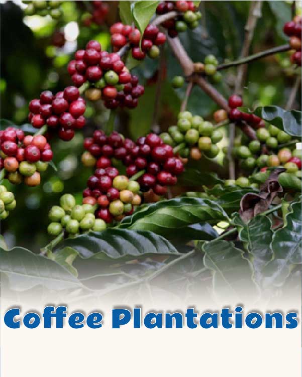 Coffee Plantations