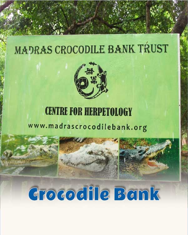 Crocodile Bank