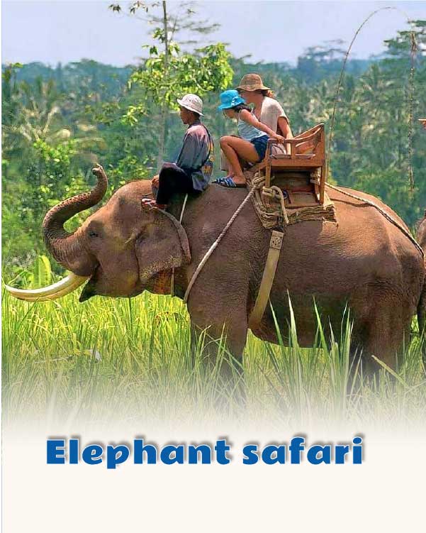 Elephant safari