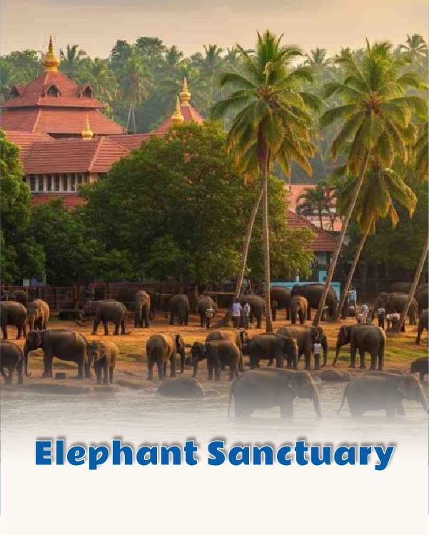 Elephant Sanctuary
