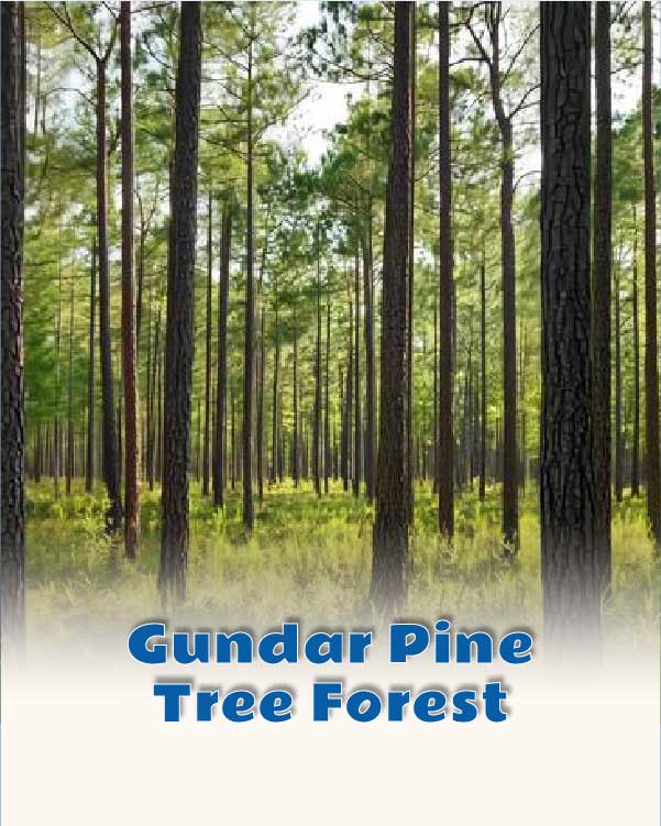 Gundar Pine Tree Forest