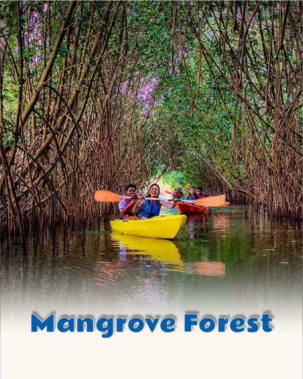 Mangrove Forest