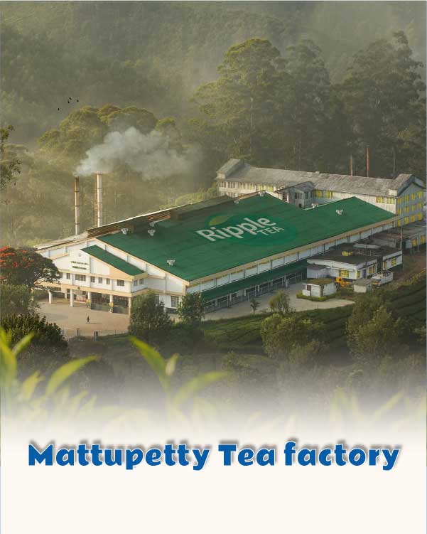 Mattupetty Tea factory