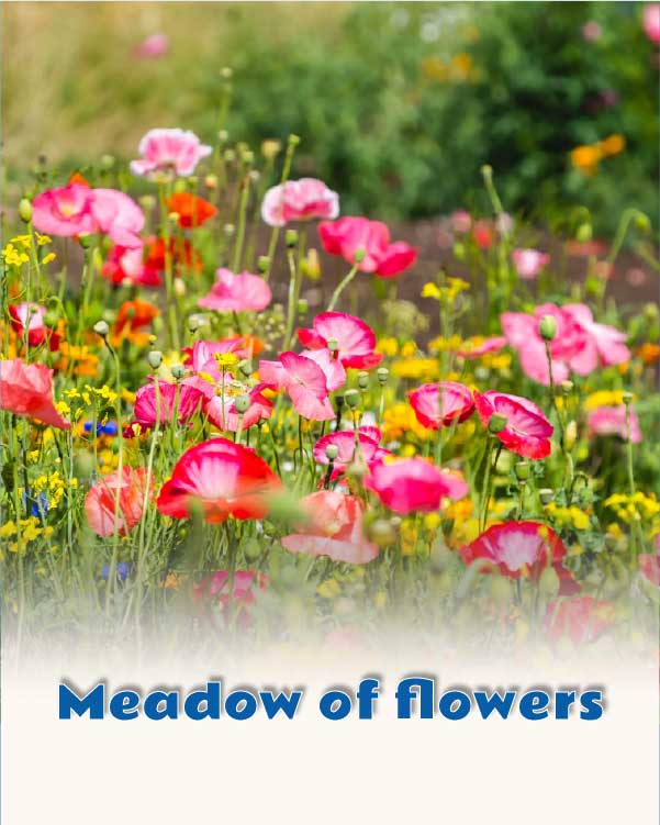 Meadow of flowers