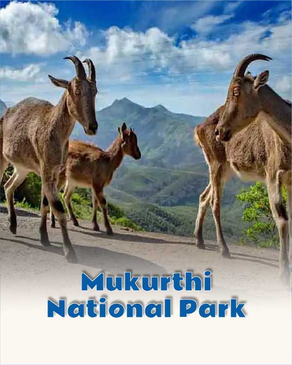 Mukurthi National Park