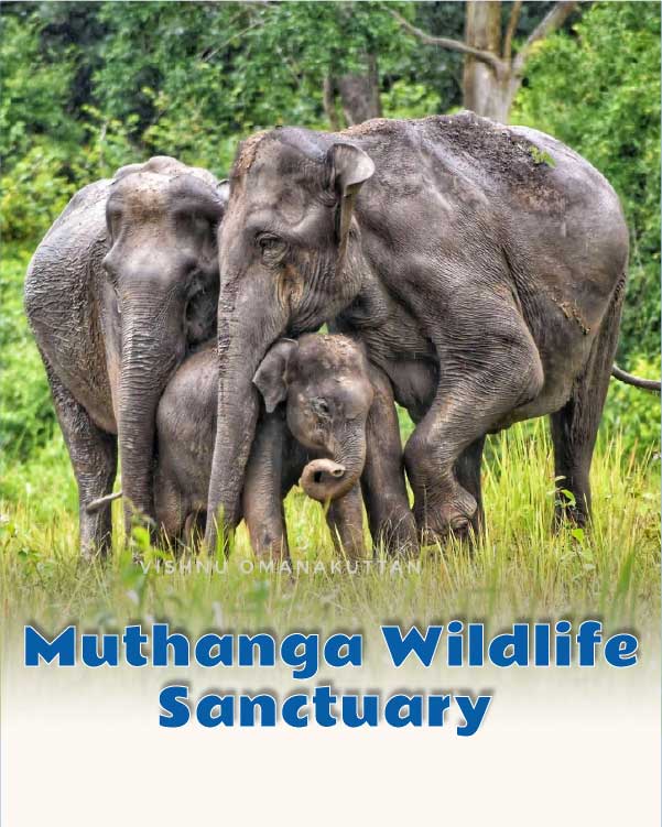 Muthanga Wildlife Sanctuary