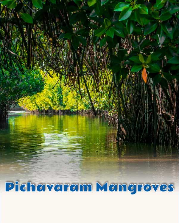 Pichavaram Mangroves
