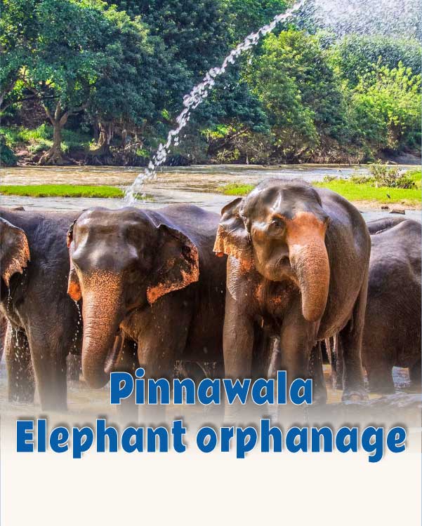 Pinnawala Elephant orphanage