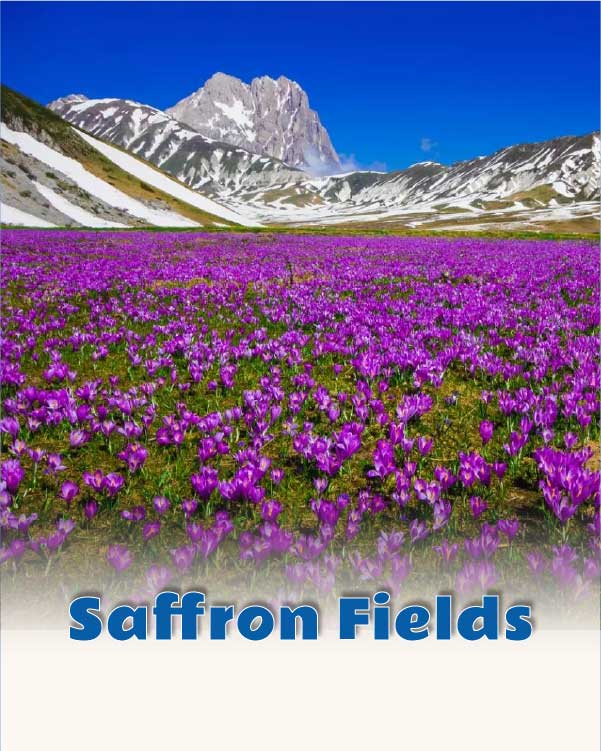 Saffron fields