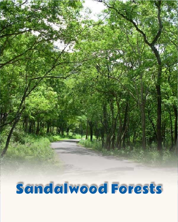 Sandalwood Forests