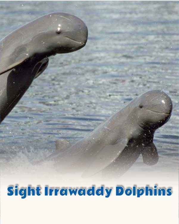 Sight Irrawaddy dolphins