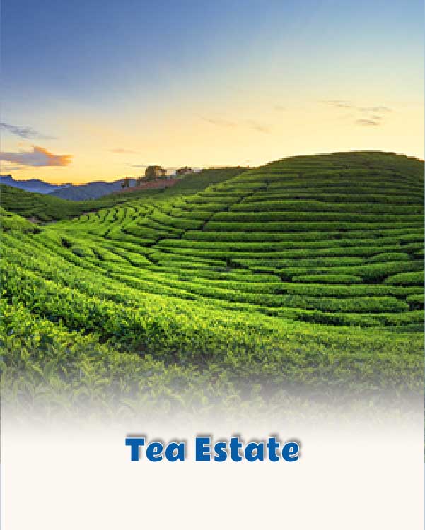 Tea Estate