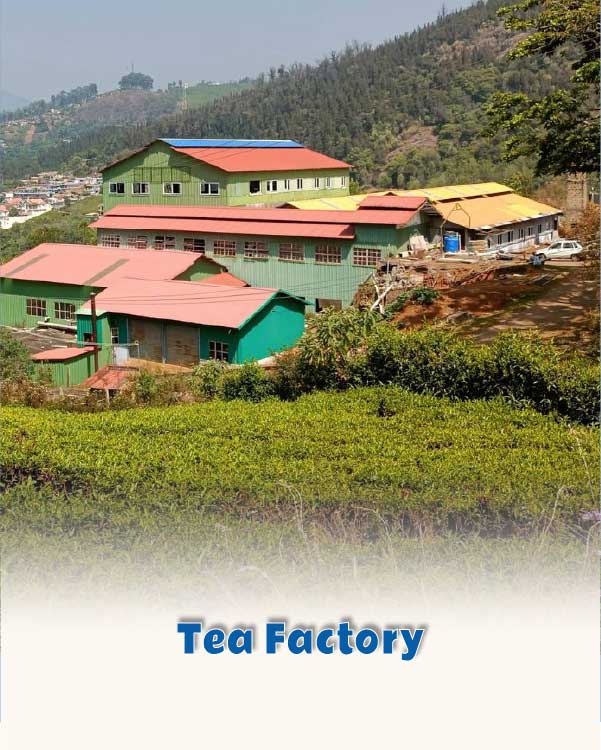 Tea Factory