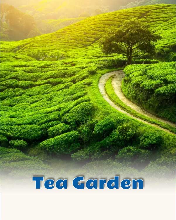 Tea Garden
