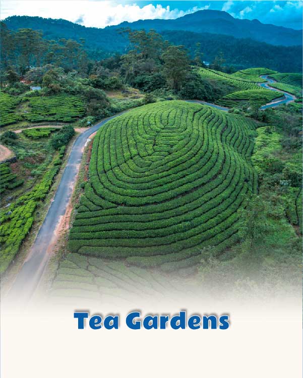 Tea Gardens