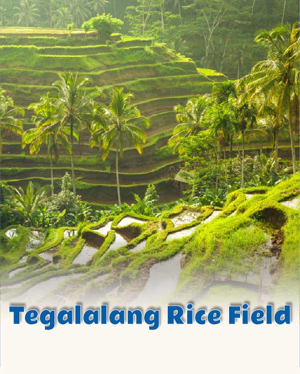 Tegalalang Rice Field