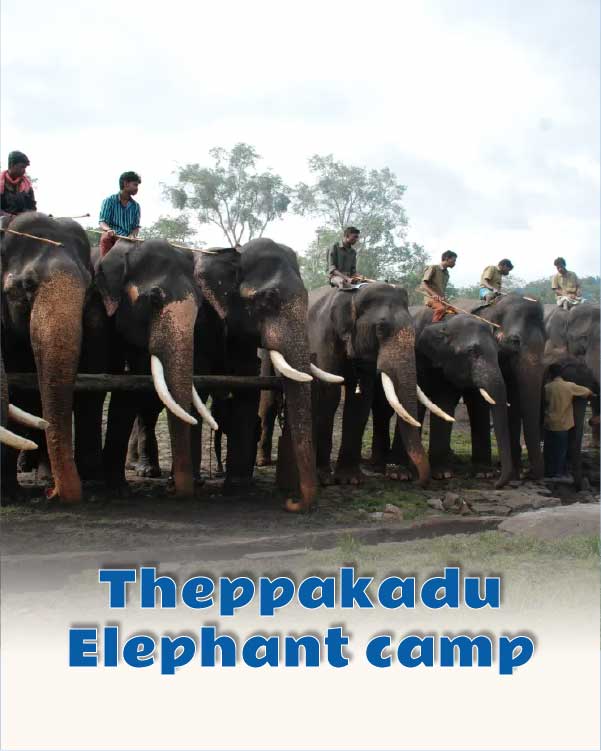 Theppakadu Elephant camp