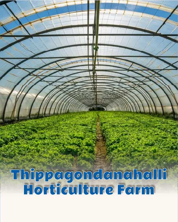 Thipagondanahalli Horticulture Farm