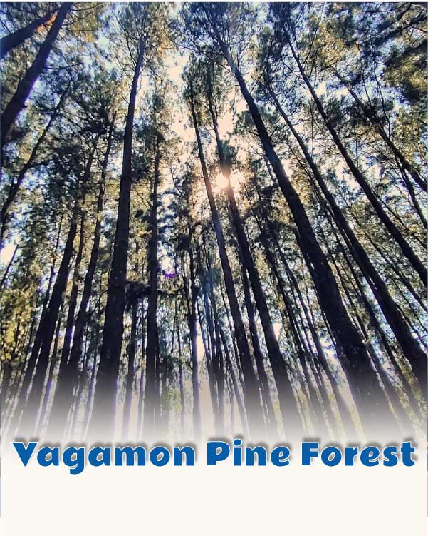 Vagamon Pine Forest