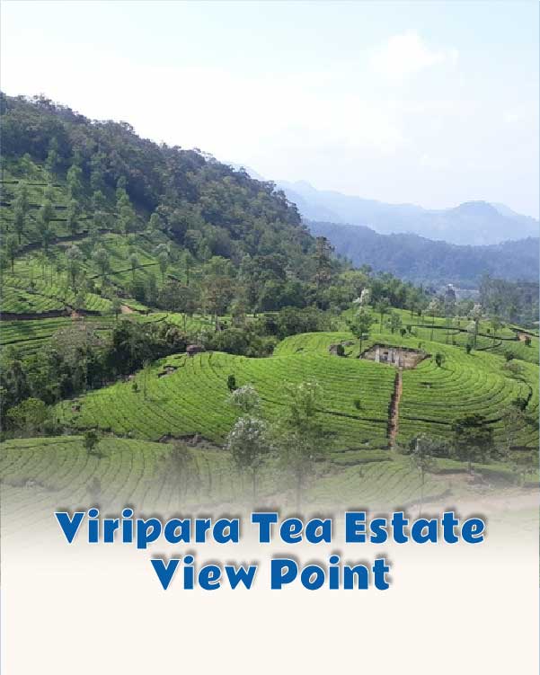 Viripara Tea Estate View Point