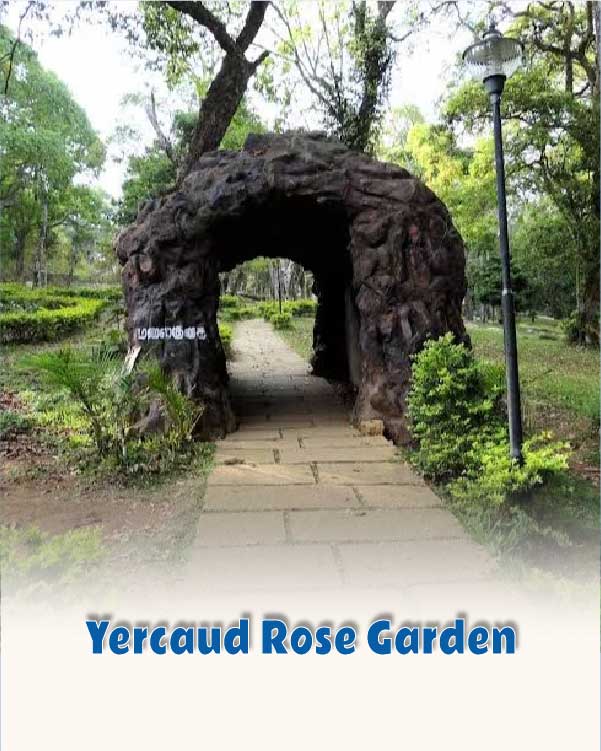 Yercaud Rose Garden