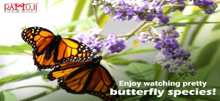 Butterfly-Park-at-Ramoji-Film-City