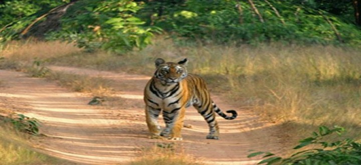 Jannaram Wild-Life Package Tour