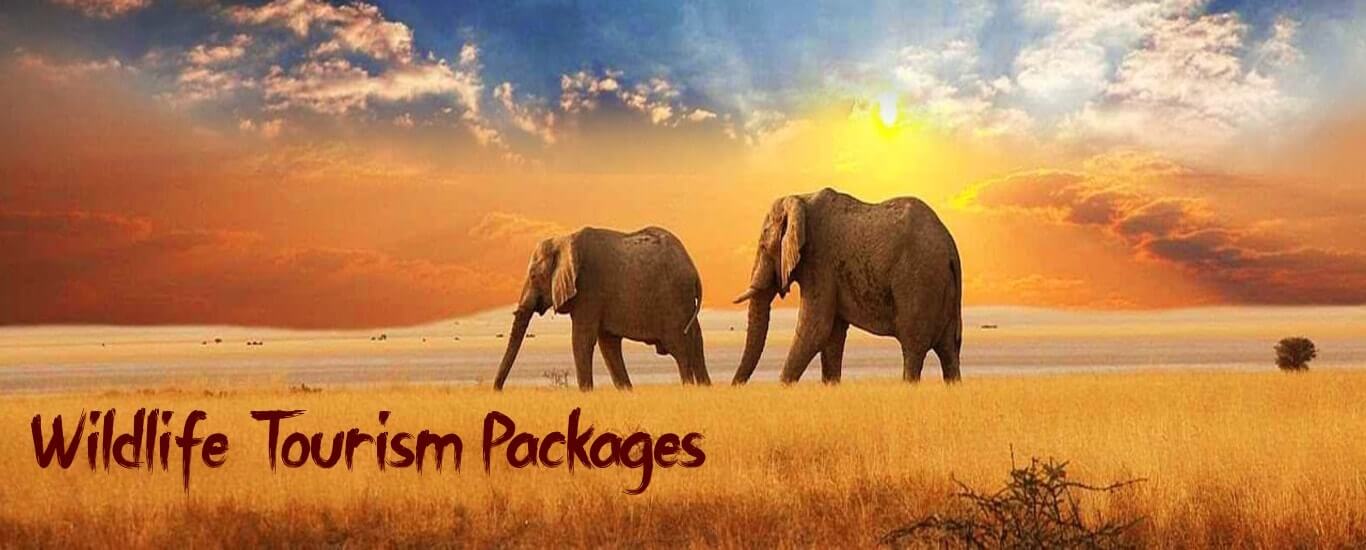 wildlife-packages