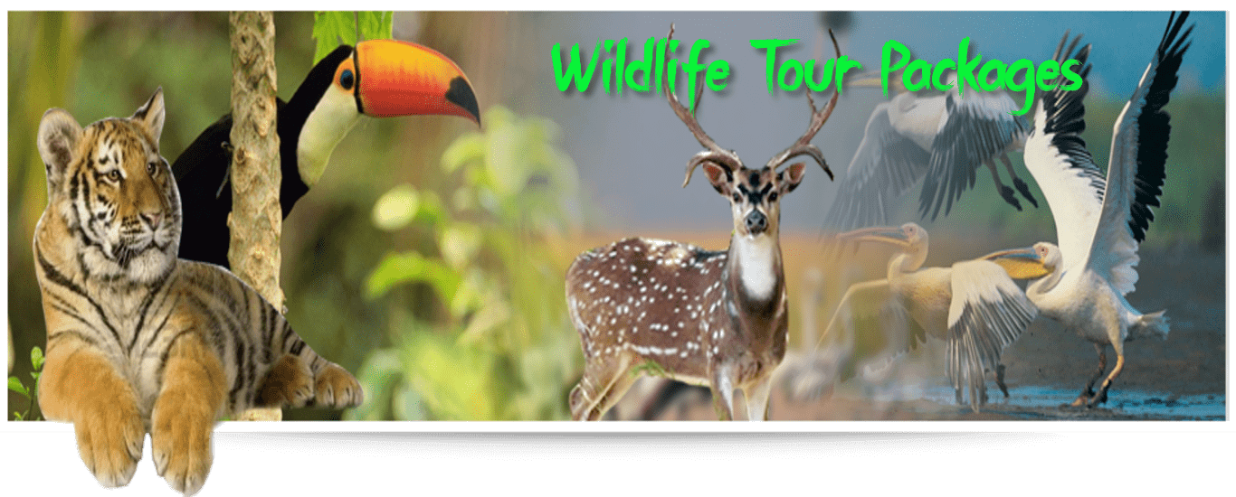 wildlife-tourackages