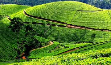  Mysore-Ooty-Doddabetta-Coonoor-Kodaikanal Tour Package from Bangalore by Bus