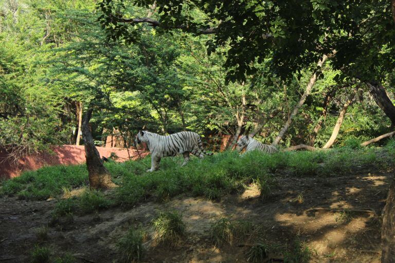 KBR National Park in Hyderabad