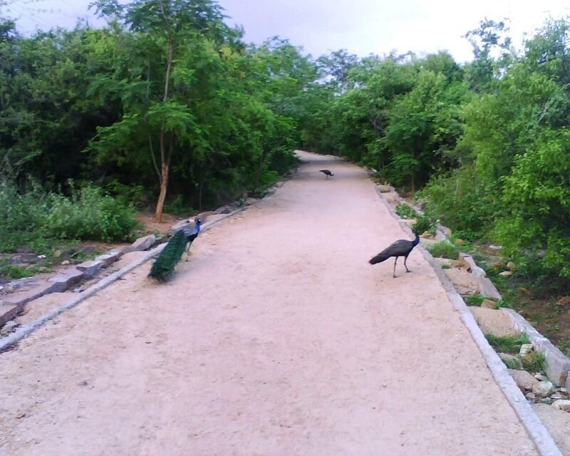 KBR National Park in Hyderabad