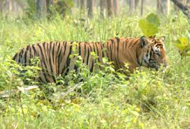 Mudumalai Forest