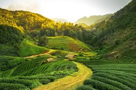 Coonoor Tea Estate