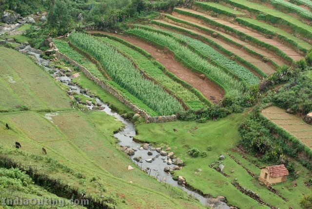 Nilgiri Plantation