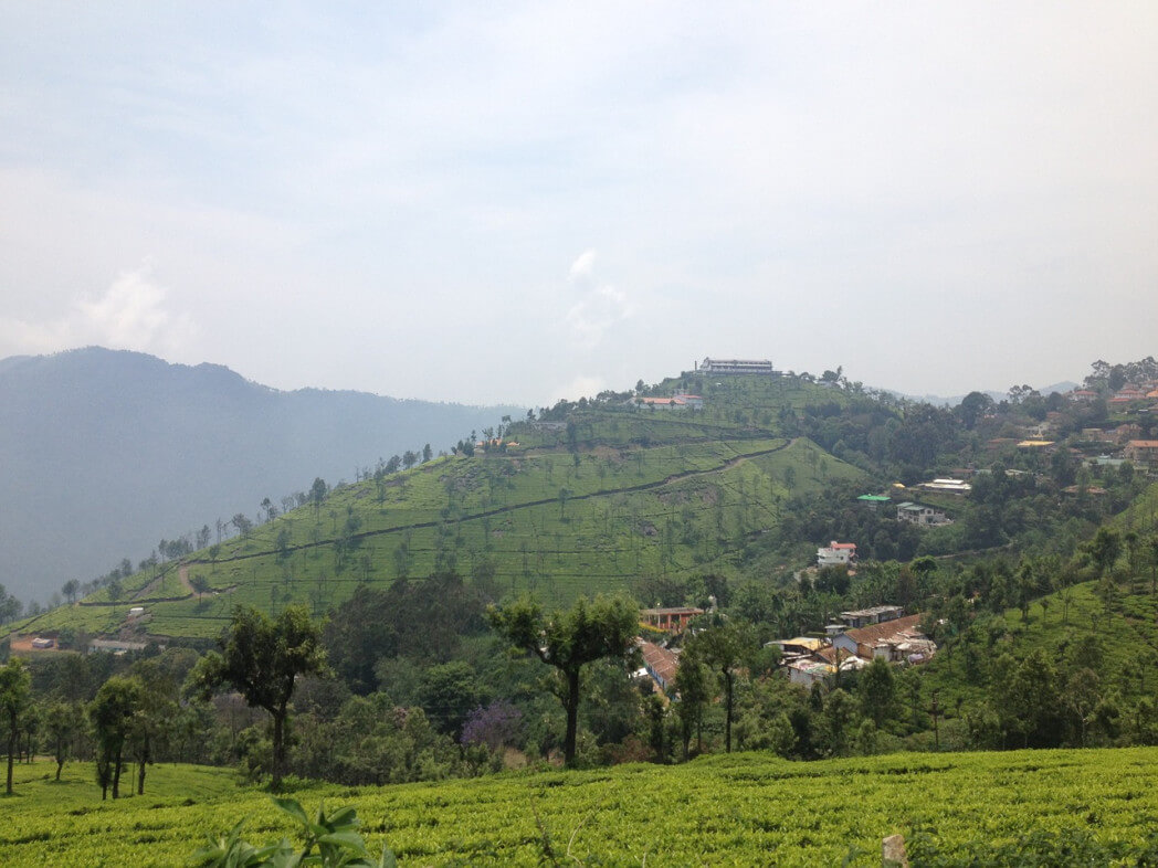 Nilgiri Plantation